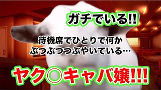 【猫ミーム】ガチでいる!!ヤク○キャバ嬢!!〜底辺キャバ嬢6~