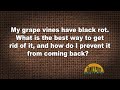 Q&A – What is the best way to get rid of black rot in my grapes?