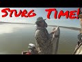 Sturgeon Fishing Napa River 2018