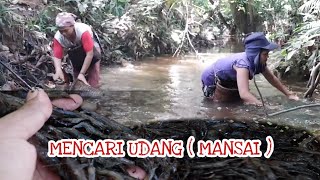 BERBURU KE HUTAN BERSAMA WANITA DAYAK : MENCARI UDANG, DI SUNGAI MEMAKAI ALAT TRADISIONAL DAYAK IBAN