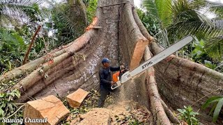 Cutting Down a GIANT 200-Year-Old Tree for Just $35! (What a Shame)