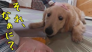 生後九か月を迎え装備一新！気持ちも新たな大きな子犬（ゴールデンレトリバー）