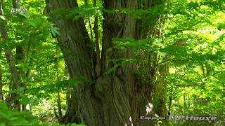 森林浴 Forest bathing 4K(UHD)