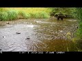 2022 trailcam video contest hugh bevan alaska