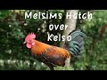 Melsims Hatch over Kelso Stag/ Mr.Uragon