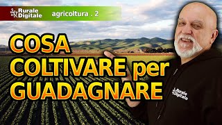 Cosa coltivare per guadagnare