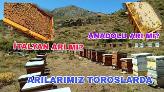 İTALYAN ARI MI ? ANADOLU ARI MI? İZLEYİN KARAR VERİN. TOROSLARDA ARILARIN KEYFİ YERİNDE