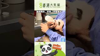 又是羨慕飼養員的一天！細佬喝奶，秒變“勿擾模式”#香港大熊貓 #panda #香港 #hongkong