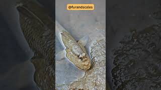 Mudskippers Fascinating Facts : Masters of Land and Water