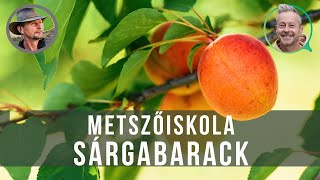 Hogyan kell metszeni a sárgabarackfát? - kert TV metszőiskola