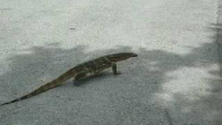 Monitor lizard at Lumphini Park Bangkok ルンピニ公園のオオトカゲ