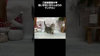 短い手足と甘えんぼうの激カワマンチカン😺【横浜ペットショップ ベルドック】#shorts #猫動画 #猫のいる暮らし #マンチカン