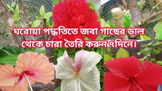 বর্ষাকালে ছাদবাগানে ঘরোয়া পদ্ধতিতে  জবা গাছের ডাল থেকে চারা তৈরি করুন ৭দিনে।#hibiscus#TheGreenWorld