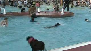 Pooch Plunge 2006 -- Dogs in a Pool