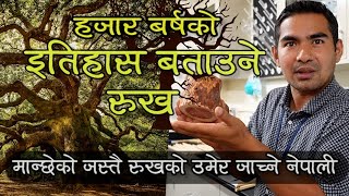 ekkaiminute : यसरी ठ्याक्कै निकालिन्छ रूखको उमेर । Raju Bista with Subash Karki