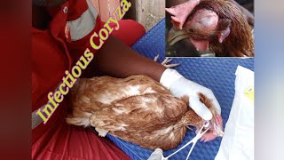 Chicken Diseases| How to treat a sick hen of  Infectious Coryza #poultryfarming