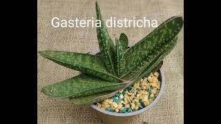 Succulents  Gasteria(with names)