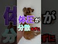 【恐怖】犬から肉球がなくなるとどうなるのか？ shorts