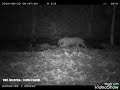 Malayan tiger and cubs captured on WWF-Malaysia's camera traps