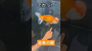 【熊本県長洲町】金魚と鯉の郷広場