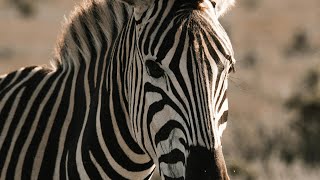 Beautiful zebras| Different types of zebra | Zebras in action |