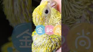 金和尚 金闪闪【2】【#鸚鵡 #寵物 #和尚鸚鵡 भिक्षु तोता parrots monk parakeet】