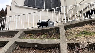 坂道で追いかけてくる黒ねこちゃん　No.５４１　２０２４年　２月１１日　１３：３０　のくろねこちゃん　black cat