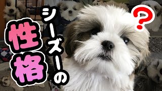 【生後5ヶ月】シーズー子犬の魅力的な性格や癖が分かってきました！