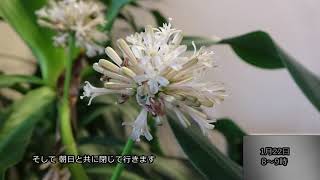 幸福の木の花・ドラセナ3