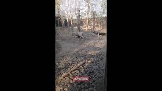 Goose scares tigers in zoo funny moment