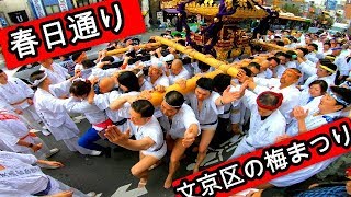 30年  湯島天神「梅まつり」の神輿揉み  迫力満点です。