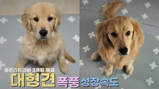 대형견 골든리트리버 3개월간 폭풍 성장속도 ! 빨라도 너무 빨라요 ㅎㄷㄷ..