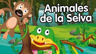 Animales de la selva - canciones infantiles