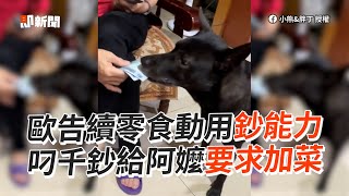 啟動鈔能力！歐告叼藍色小朋友給阿嬤💰求加菜｜寵物動物｜狗狗｜金孫