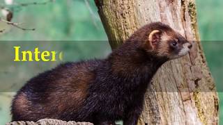 Interesting European polecat Facts