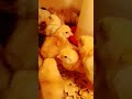 Les Poussins Goliath (élevage des poulets goliath)