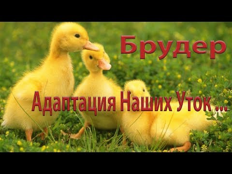 ➽ Адаптация уток в новом брудере | Разведение мускусных уток ➽ Адаптация уток в новом брудере | Разведение мускусных уток