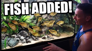 Adding the NEW fish to the AQUARIUM!! The king of DIY