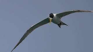 優雅的鳳頭燕鷗Great Crested Tern