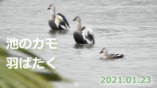 池のカモ 羽ばたく 20210123