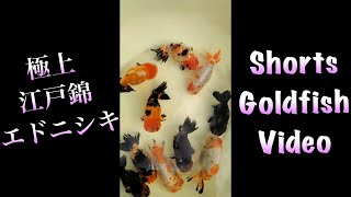 【江戸錦】極上スペシャル金魚　 goldfish 　ज़र्द मछली