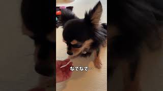 なでなでタイムで癒しのひととき！グーグー言うチワワがキュート💕😊#チワワ#保護犬