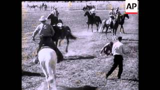 Horse Rolls Over Cowboy at Rodeo