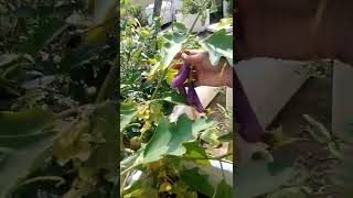 Today's Brinjal Harvesting