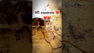 මේ පූස් අම්ම කන්නෙ කා වෙනුවෙන්ද බලන්න❤️❤️ | i-cut | #icut #iphone #capcut #viral