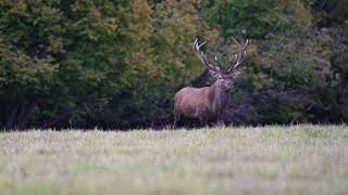 [4K] Jelen Evropský / Red Deer / Cervus elaphus / ČESKO / Divoká příroda - SONY A7IV,200-600