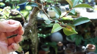 【Bonsai diary】  私が初めて山採りした素材で盆栽を始めた素材・2021　♯214