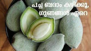 പച്ച ബദാം കഴിയ്ക്കൂ, ഗുണങ്ങള്‍ ഏറെ | Health Benefits Of Having Green Almonds