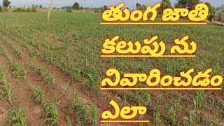 how to control #tunga nu nevarechadam yalaaa          తుంగ జాతి కలుపు లను ఎలా నివారించాలి