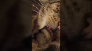 Cat mew #animals #cat #cats #animalsounds